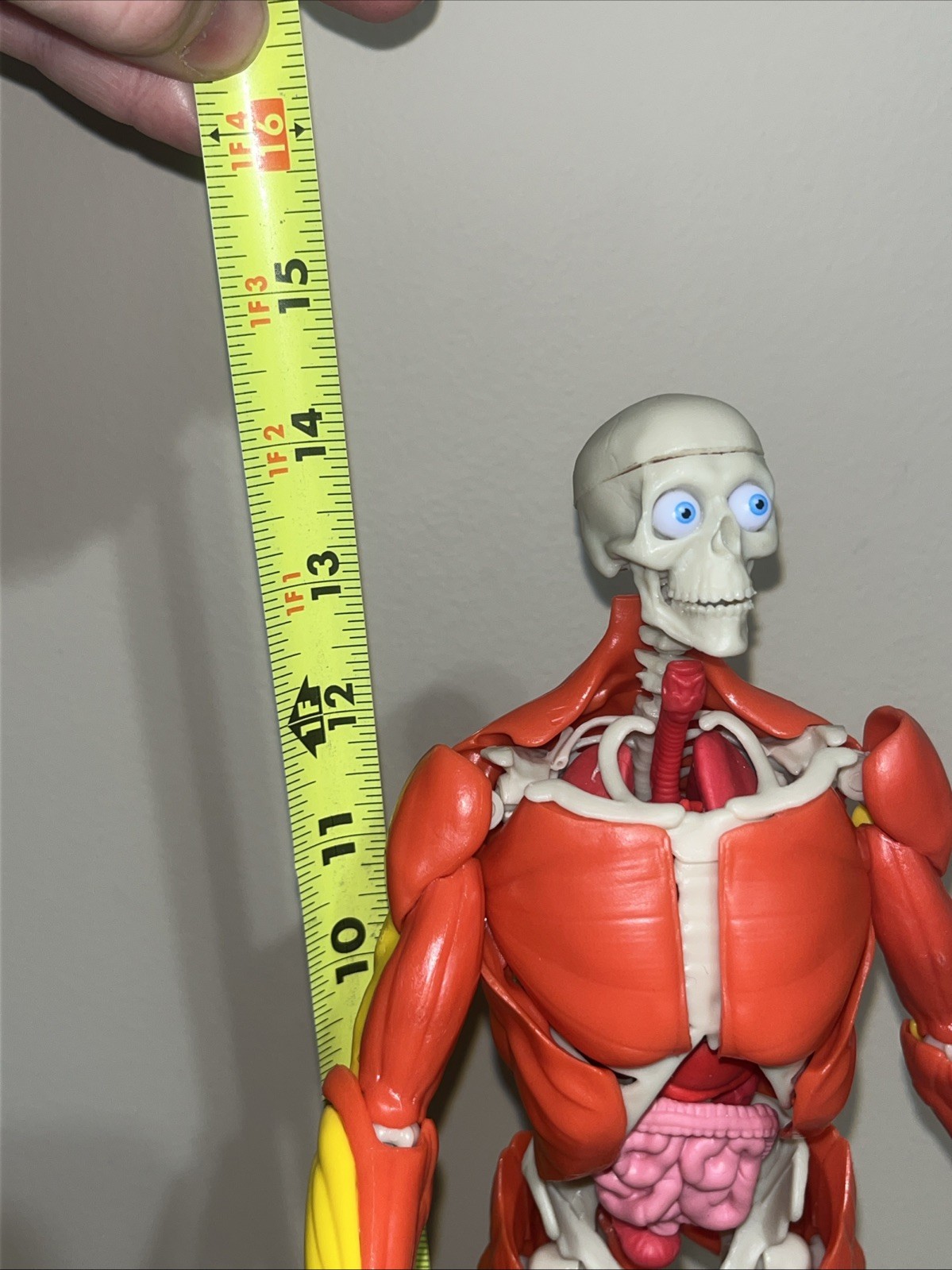 Science To The Max Interactive Human Body STEM Toy 60 Piece Fully Poseable 14”