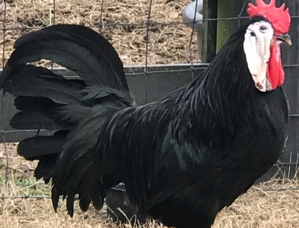 Surprise Hatching Eggs. Rare Breeds Full Blooded 12 Eggs.