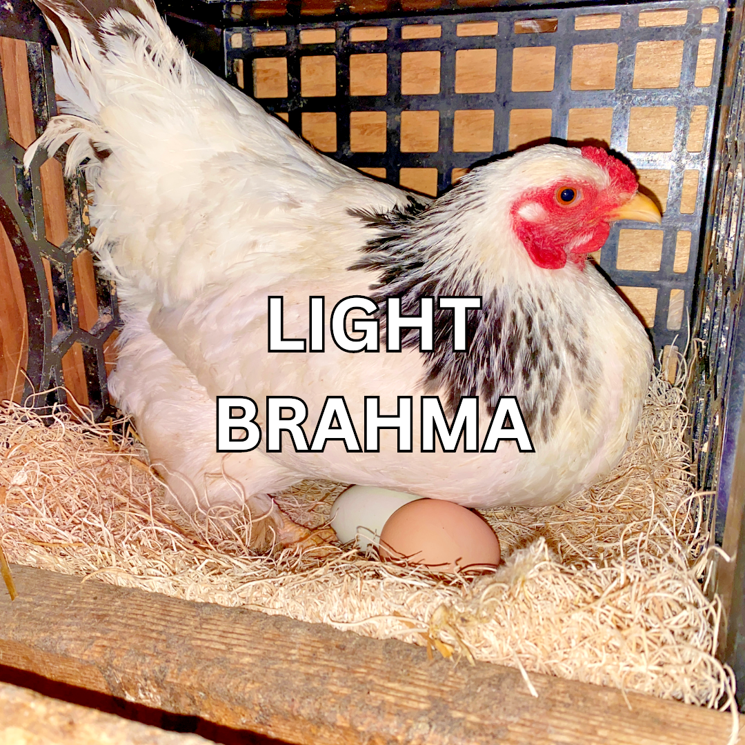 10 Custom Select Chicken Hatching Eggs - You Choose - See Description for Breeds
