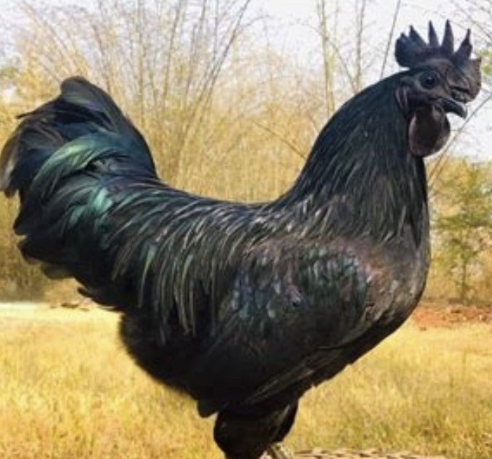 6 Purebred of Ayam Cemani, organic, unwashed Hatching eggs.