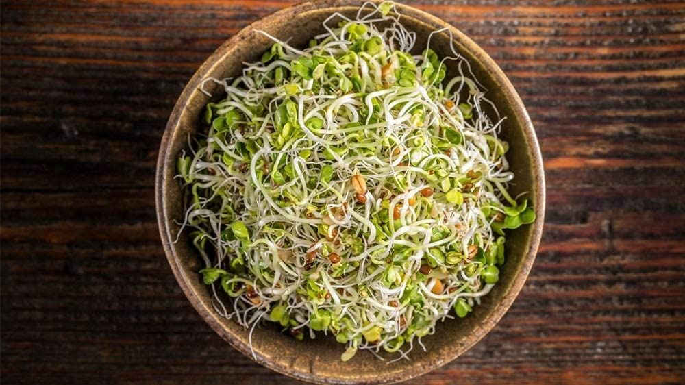 Alfalfa Microgreen Seeds-"COOL BEANS n SPROUTS" Brand - Home Gardening.