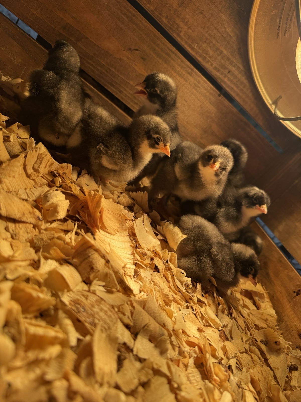 6+ Fertile Large Fowl Barred Cochin Hatching Eggs 🐣