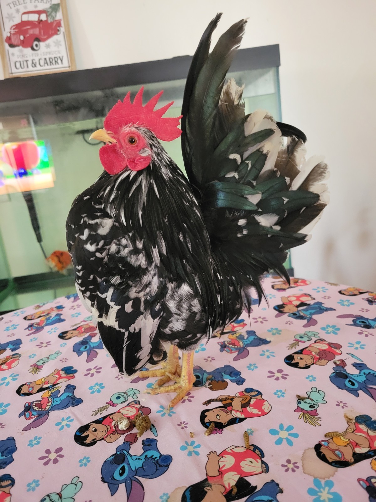 12+ Exchaquer Serama Hatching Eggs