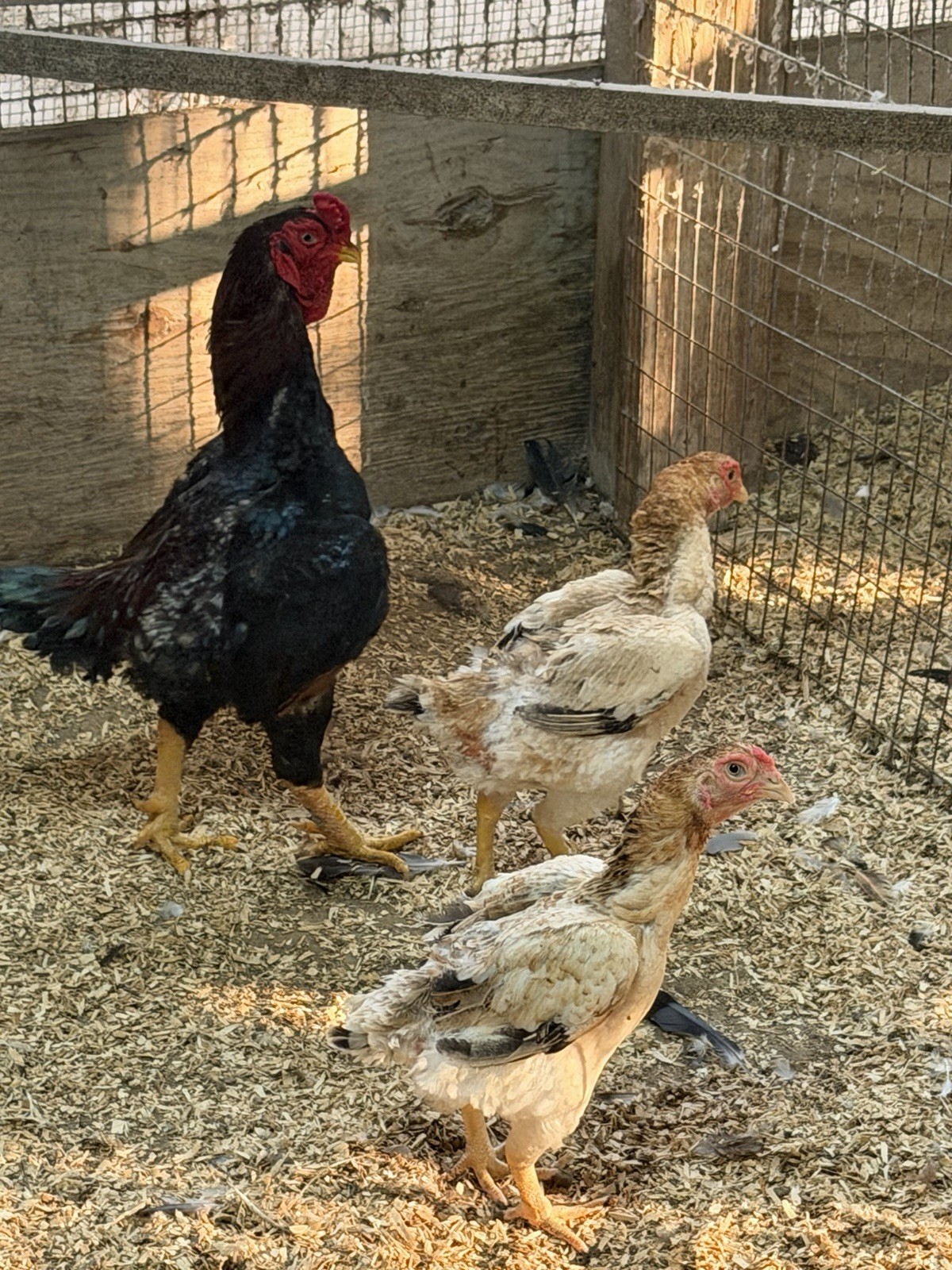 6 -  KO SHAMO BANTAM EGGS VERY  FRESH SUPERB QUALITY these will Ship 2day FedEx