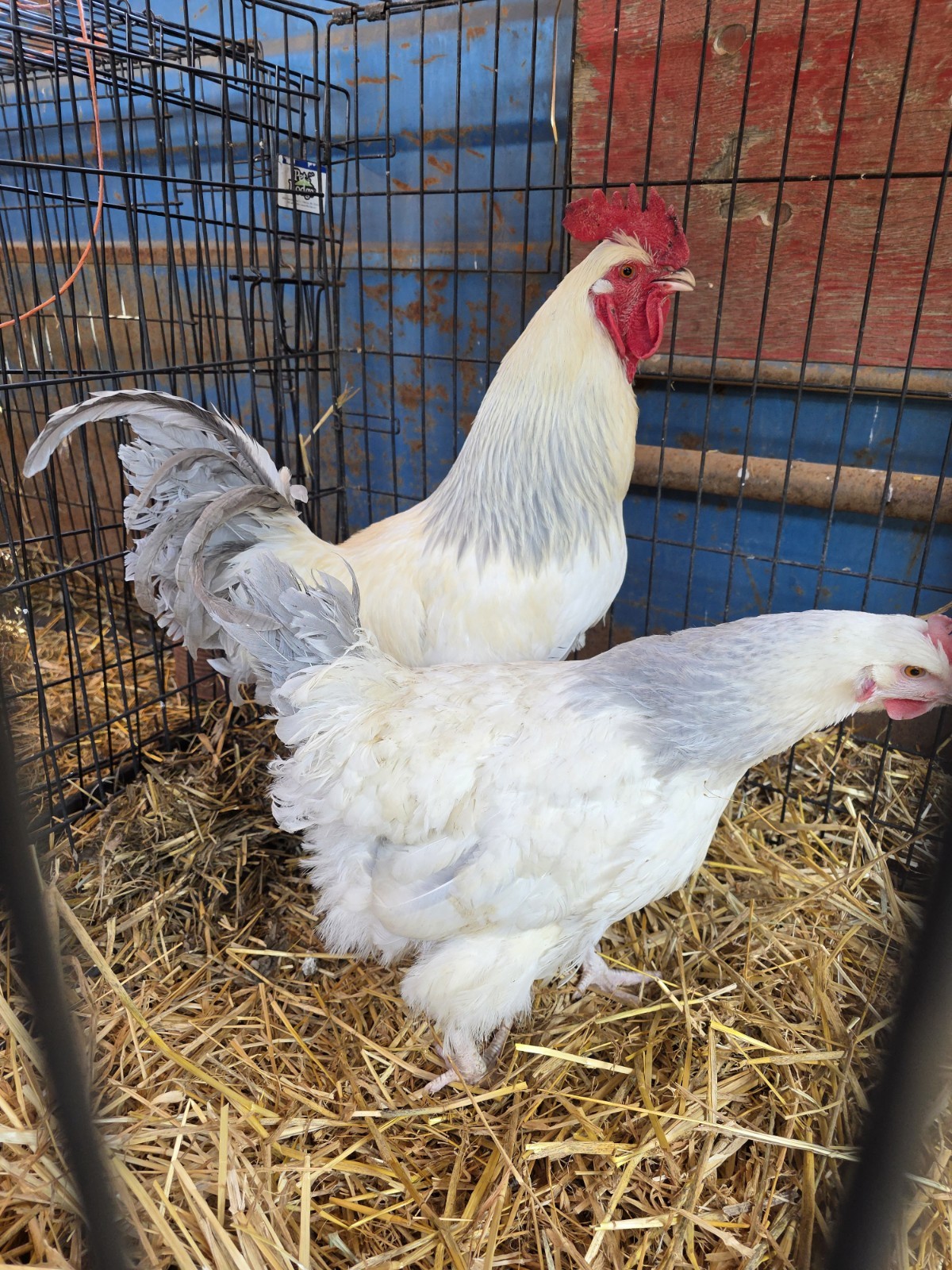 12+ Barnyard Mix Fresh Fertile Hatching Eggs FREE RANGE