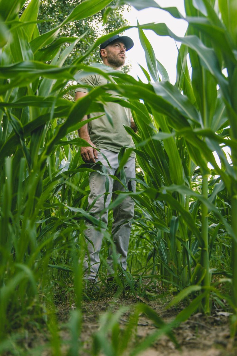 Eagle Seed - Feather Fuel™ - Roundup Ready Dwarf Corn Bred for Waterfowl