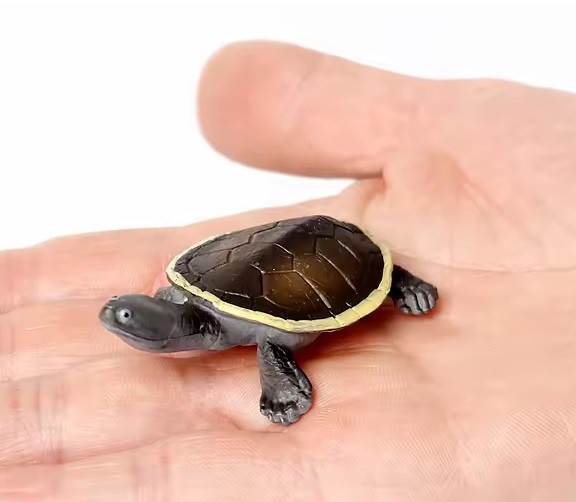 Phrynops Hilarii Turtle Animal Figure Toy PVC Wildlife Small Figurine Gifts