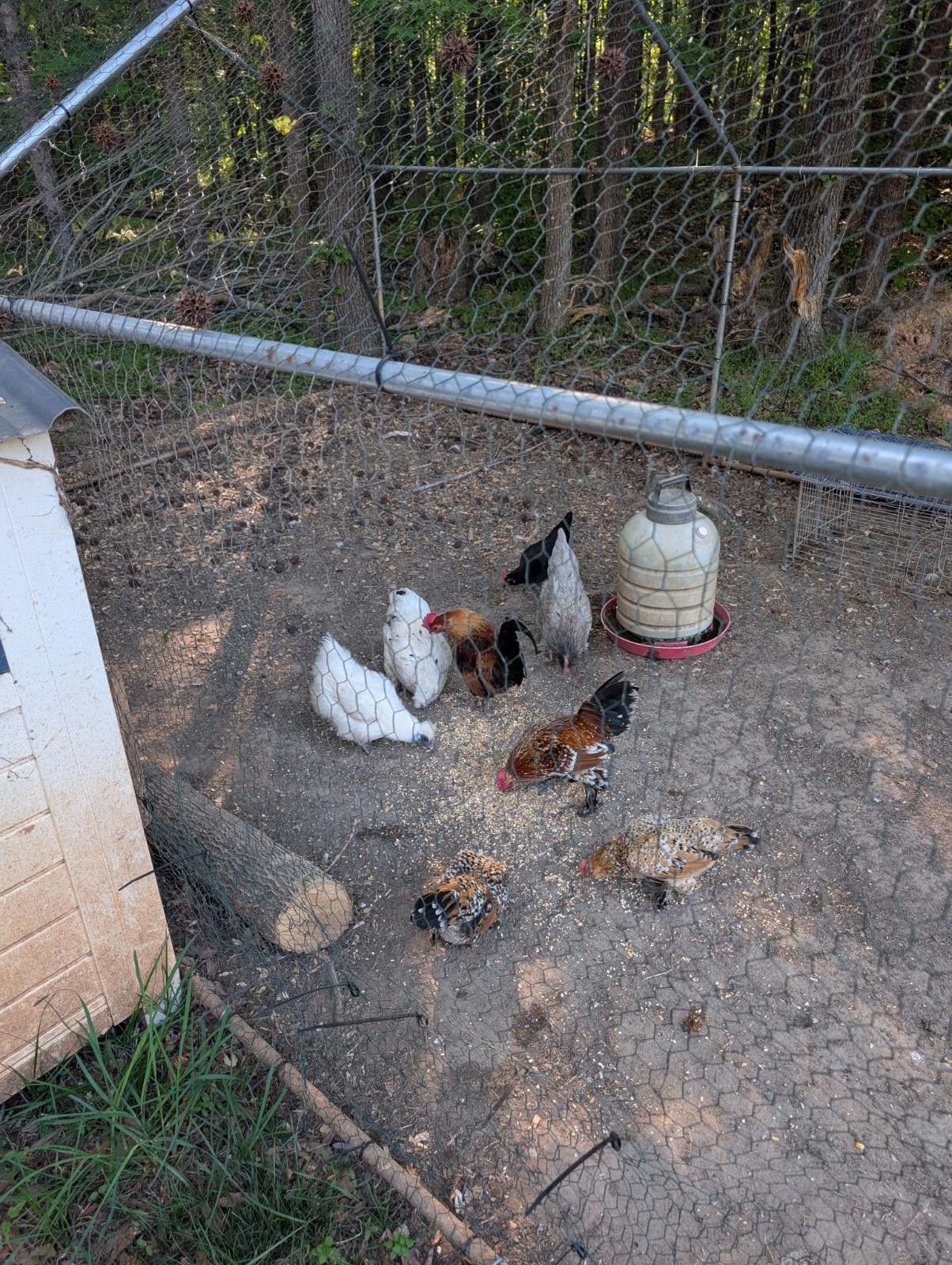 Bantam Breeds Hatching Eggs. 1 Dozen.