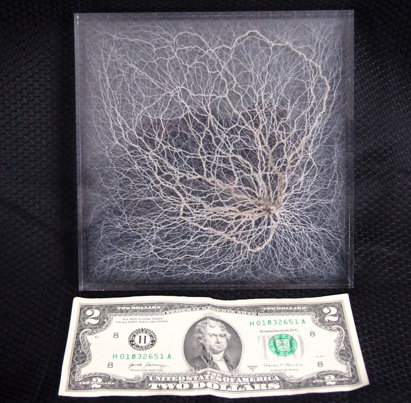 Chaotic Lichtenberg Figure in acrylic - Atomic Discharge - 6" x 6" - CIMOTA
