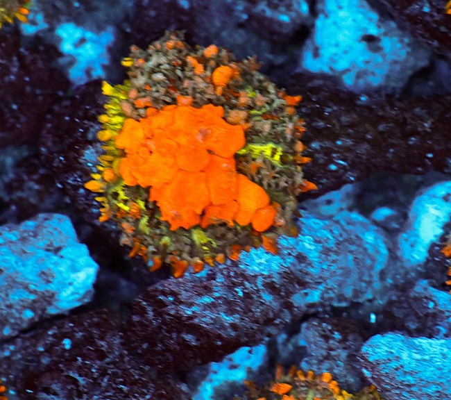 Sunkist Bounce Mushroom WYSIWYG - SAQ Coral Farm