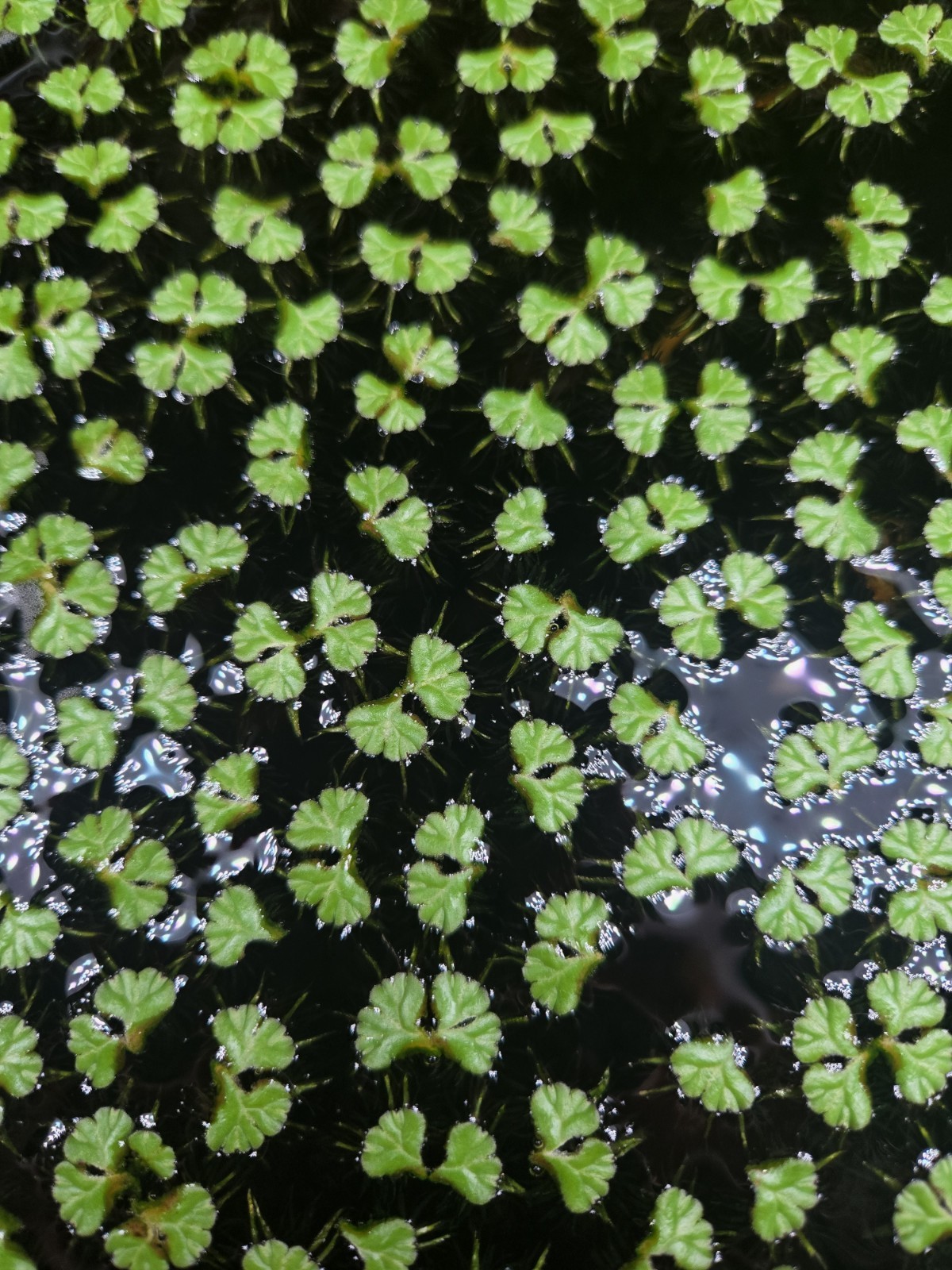 50+Rare Purple Fringed Ricca Floating Plants B2G1 Free Snail&Duckweed Free
