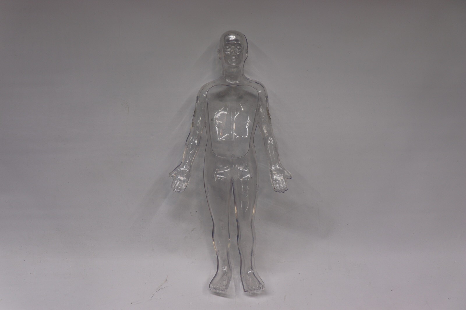Human Body Educational Clear Plastic Anatomy Body 13" Tall Parts