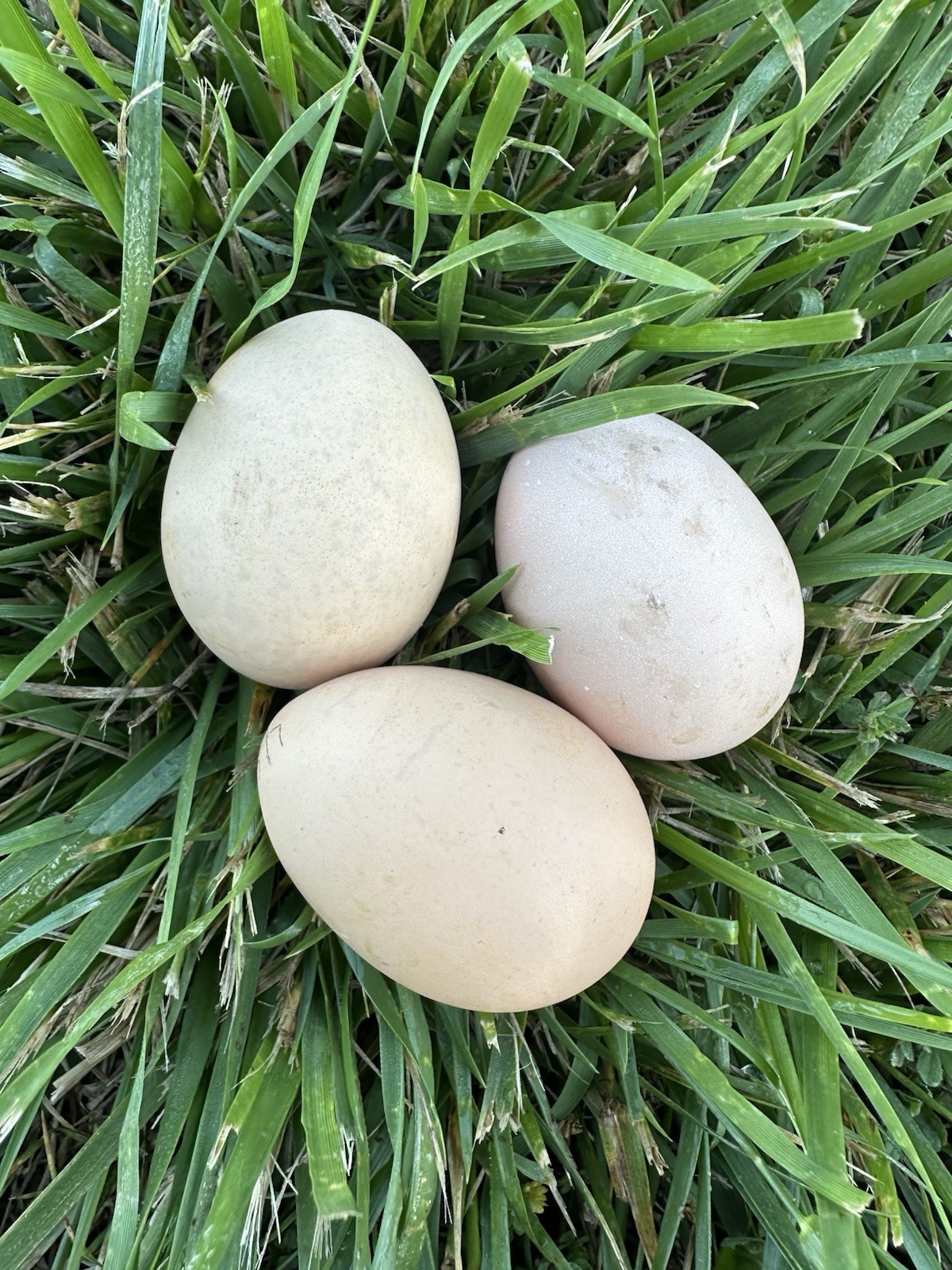 (12) Silver Laced Wyandotte Hatching Eggs