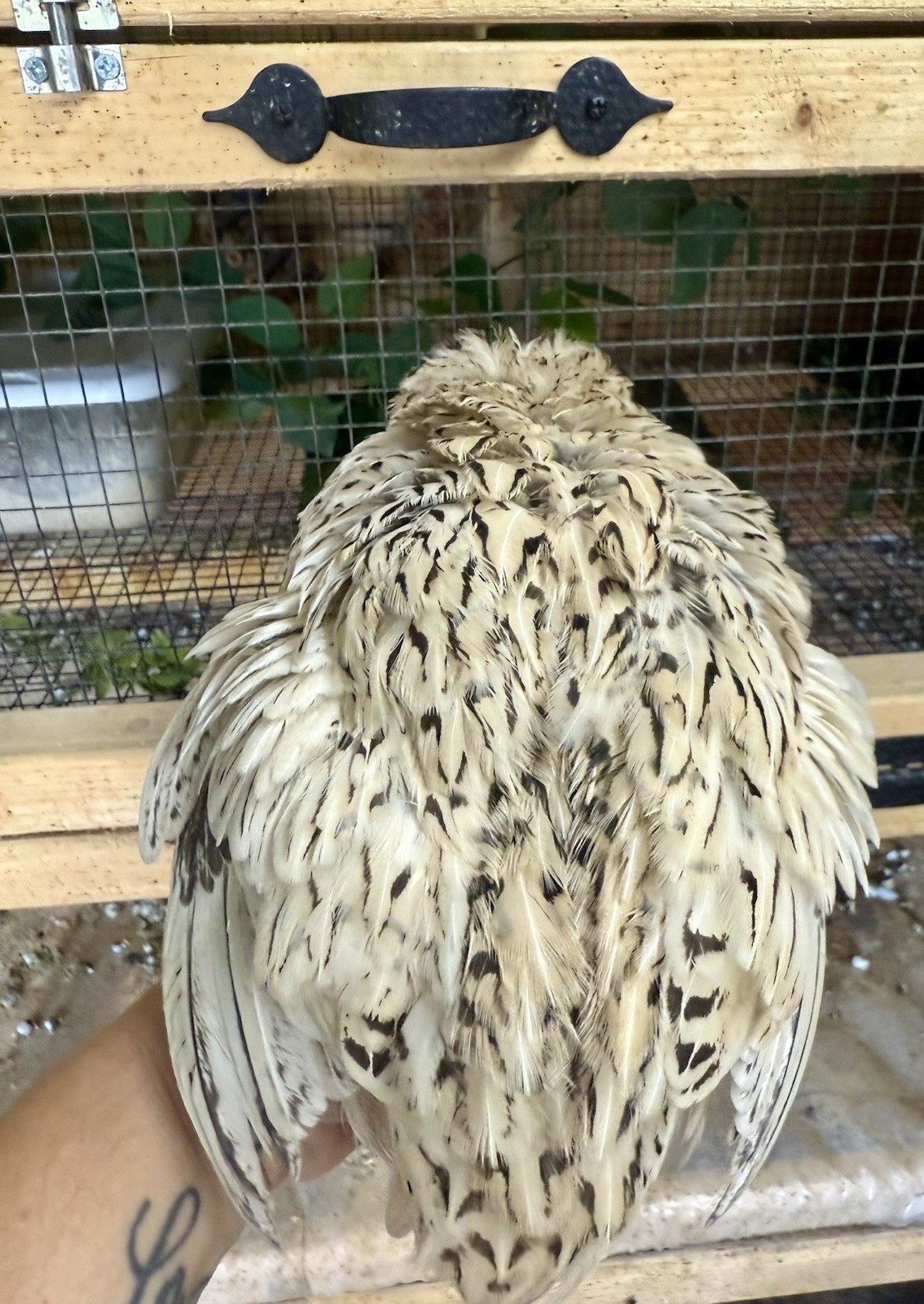 30 Rare Colors -Jumbo Coturnix Quail hatching eggs