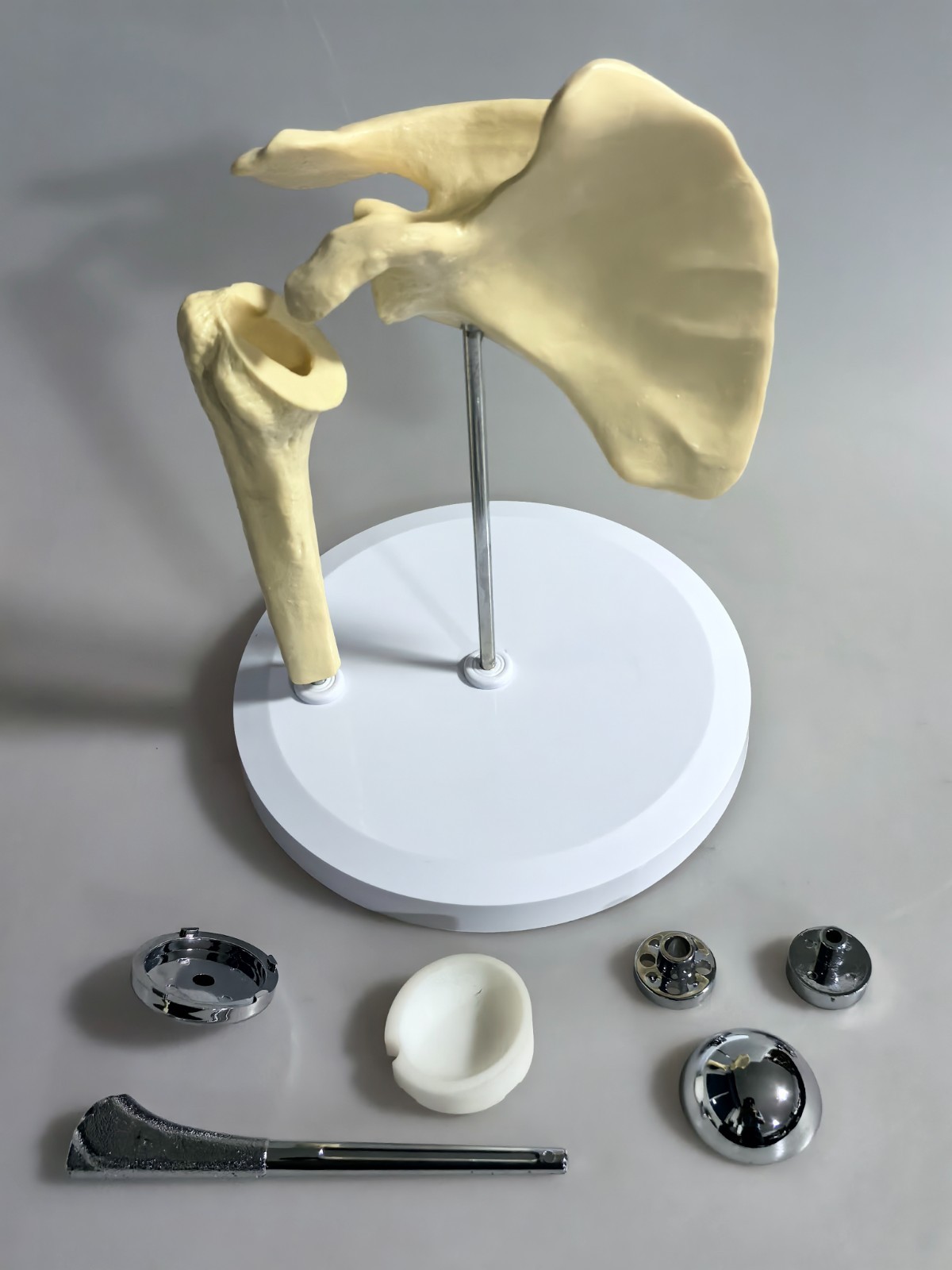 Artificial Shoulder Replacement Anatomical Model Knee Shoulder Elbow Joint Model