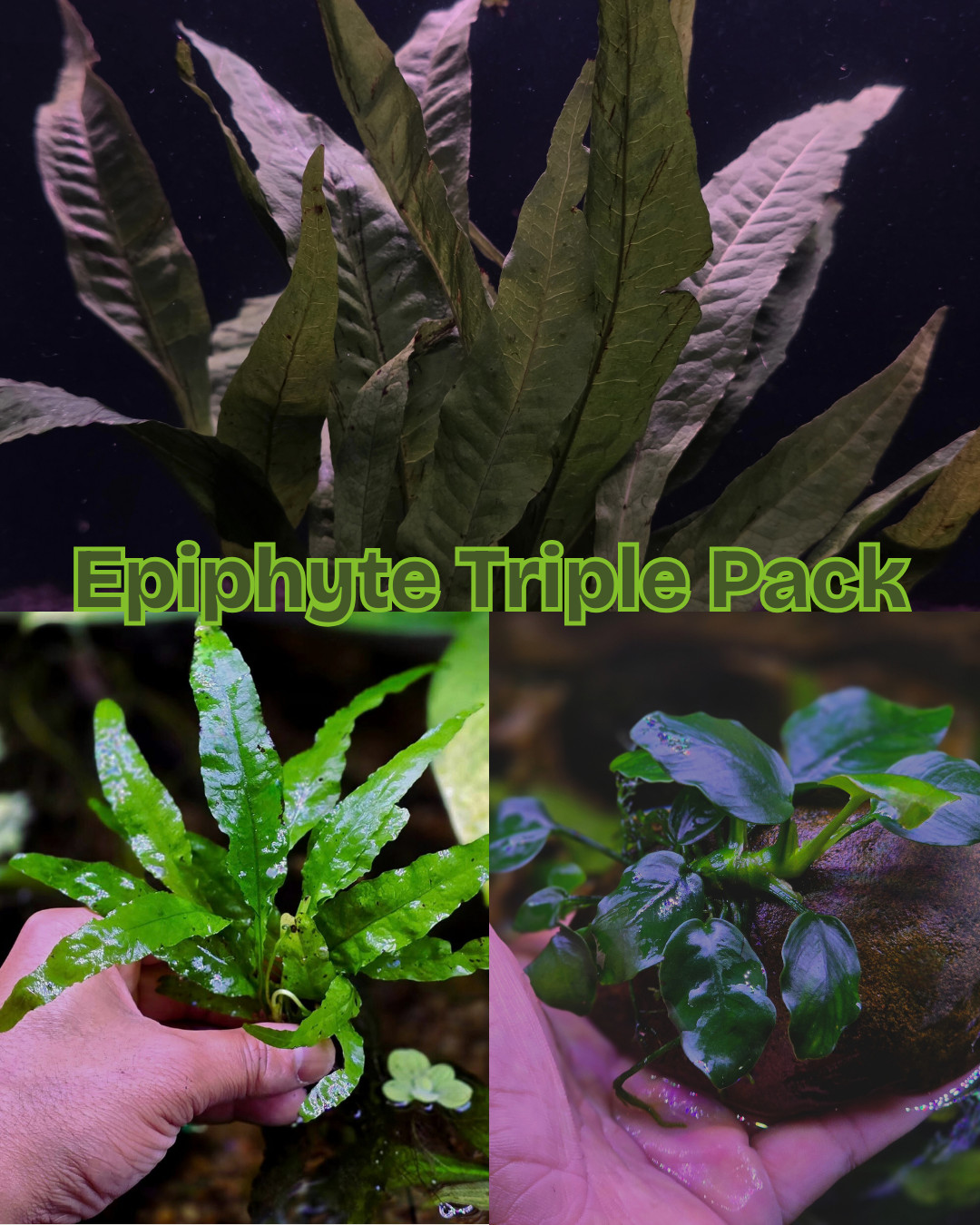 Epiphyte Triple Pack Live Aquatic Epiphyte Fish Tank Shrimp Tank Plant Aquascape
