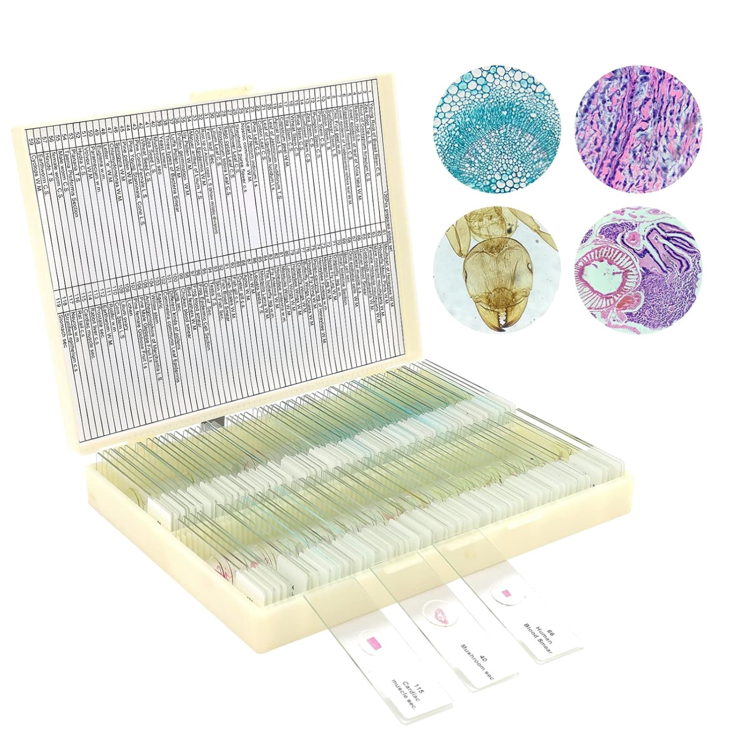 Children's Biology Slides Set: 120 Microscope Specimens