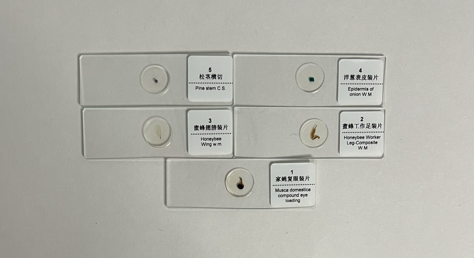 Prepared Microscope (5) Slides (Microscope Use and Function) - NEW