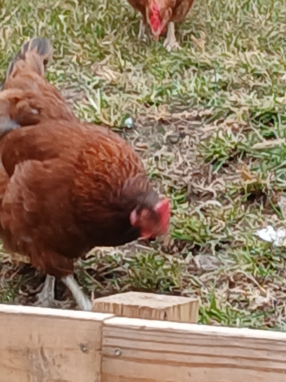 12 Heavy Egg Production Hatching Eggs