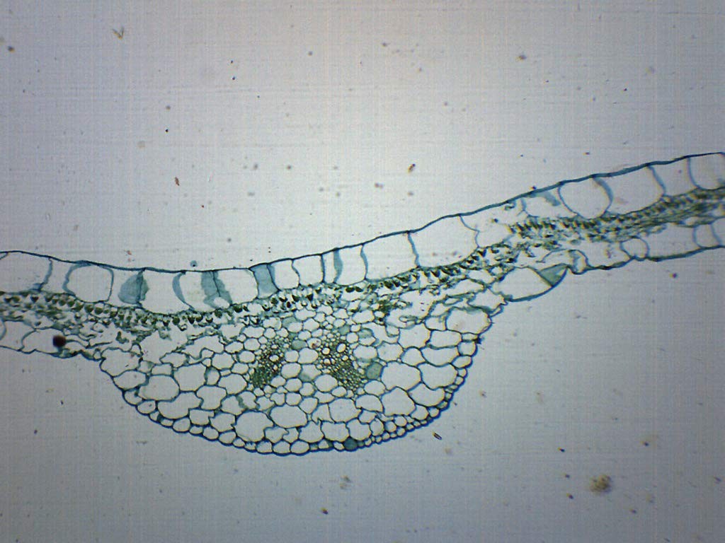 EISCO - Begonia Leaf - Cross Section - Prepared Microscope Slide - 75 x 25mm...