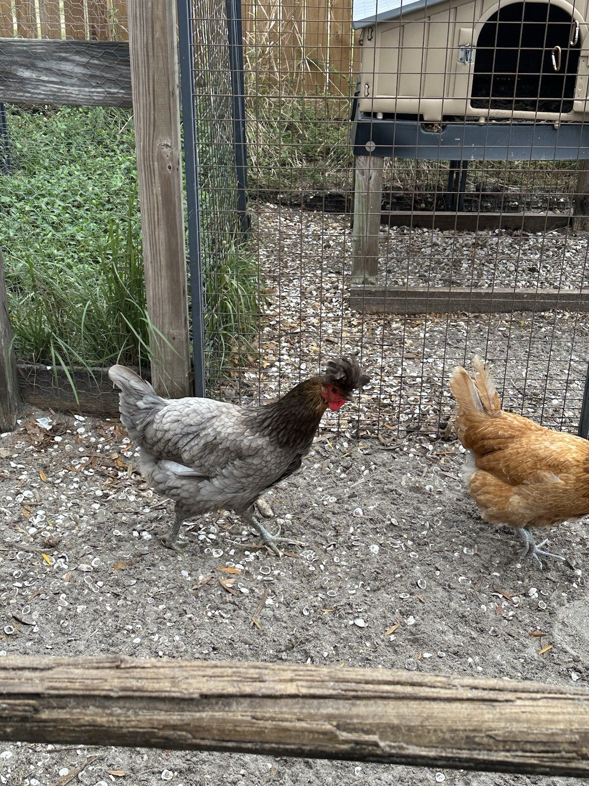 15+ Rare Sanjak Longcrower Chicken Hatching Eggs Large Breed 🎶 Unique Crow 🎶