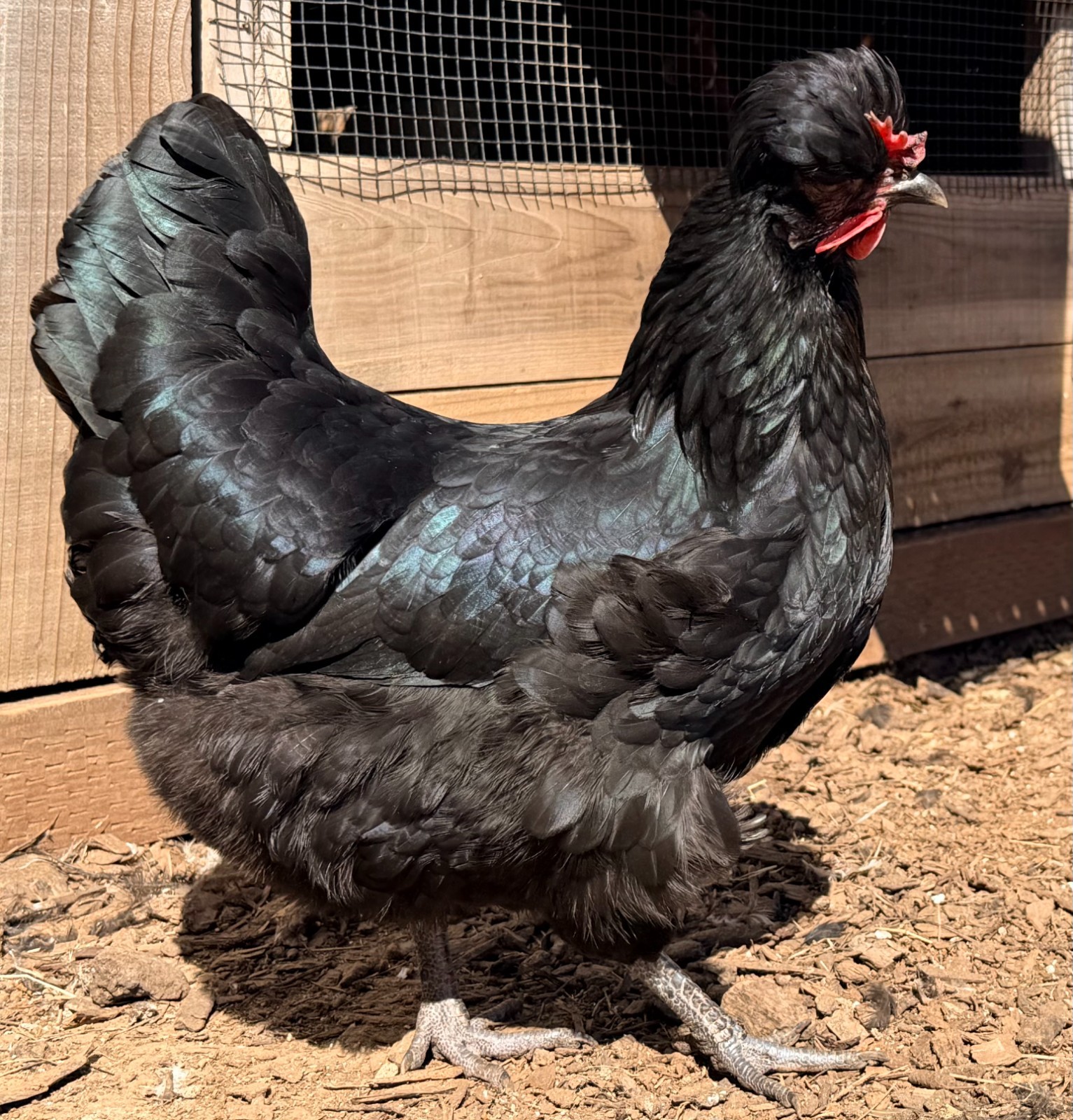Shetland Hatching Eggs (6) from TBHFarm