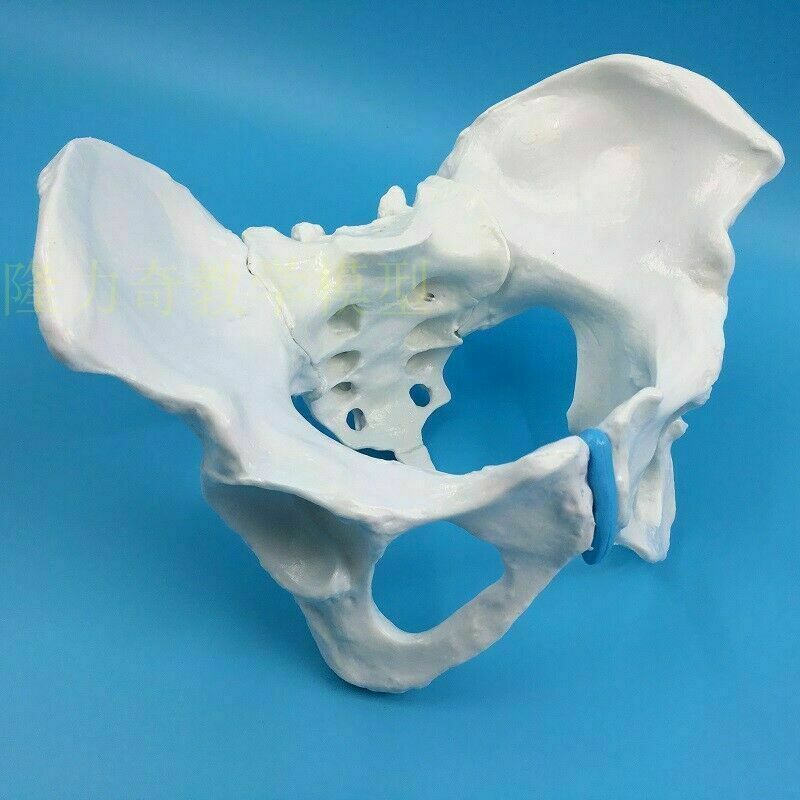 Life Size Female Pelvic Skeleton Model Anatomical Anatomy Medical Study Human