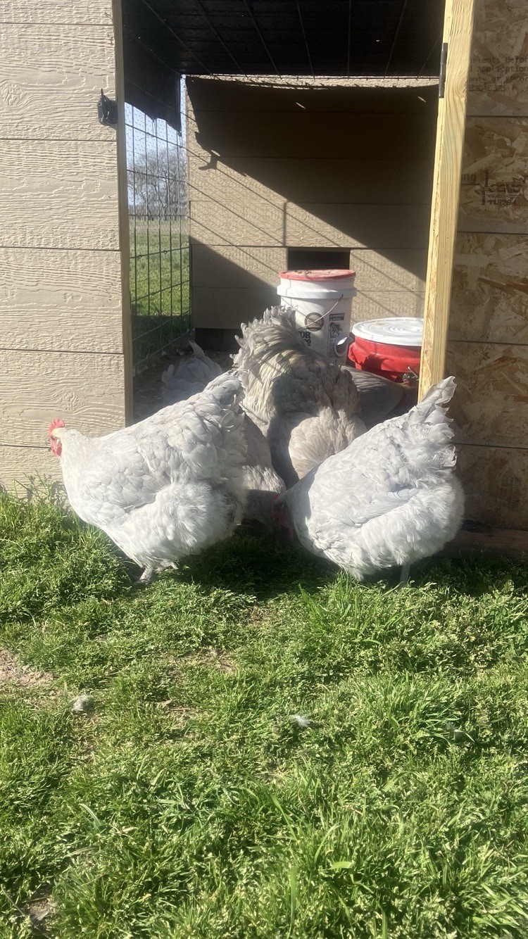 6+ Lavender English Orpington Hatching Eggs