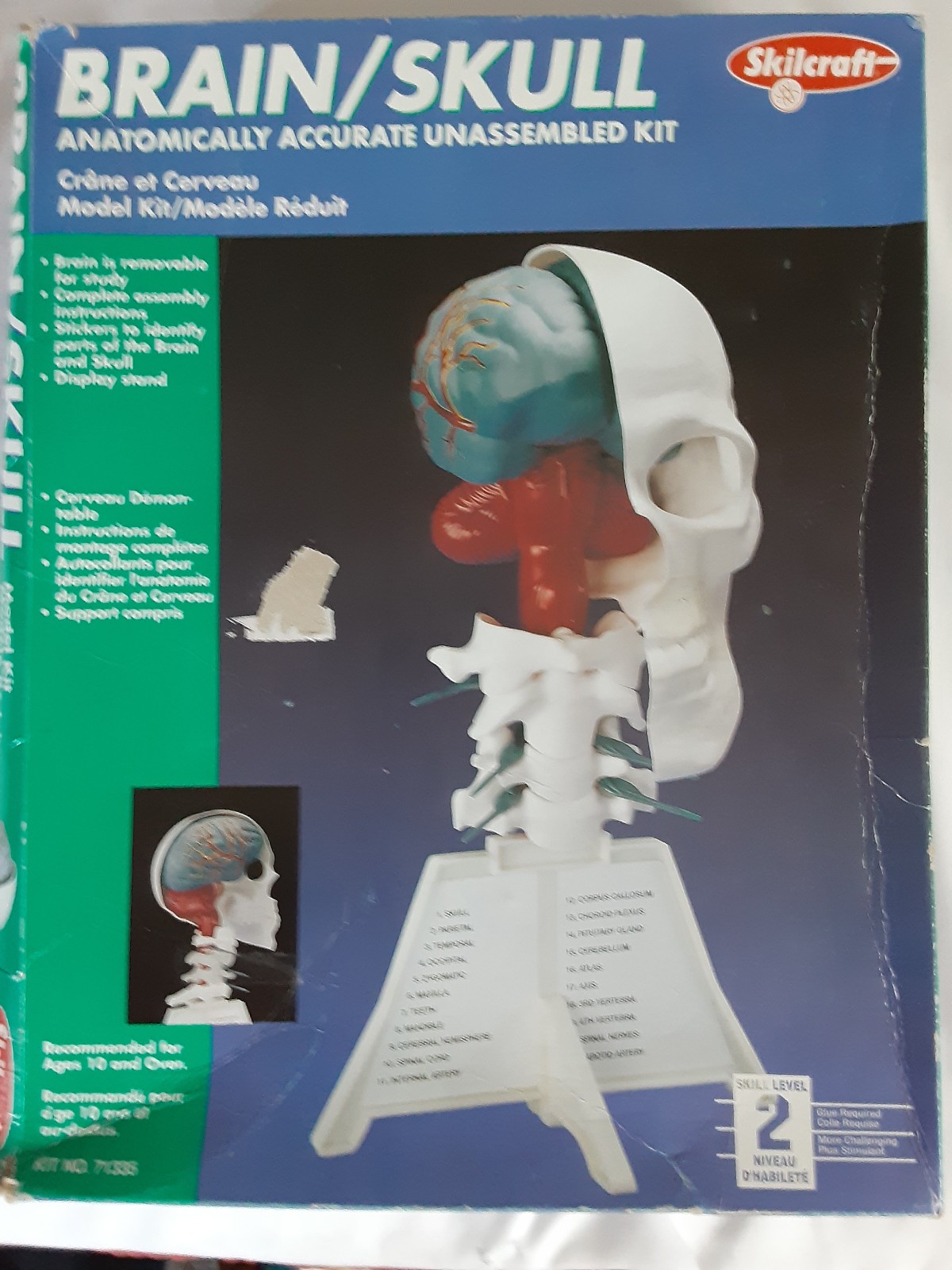 Skilcraft #71335 Brain/Skull Model Kit build it yourself anatomically accurate