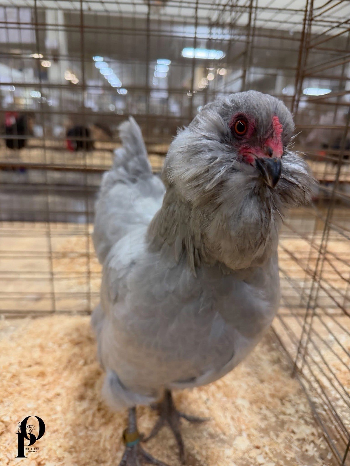 Ameraucana Hatching Eggs 12+ Self Blue Lavender NPIP