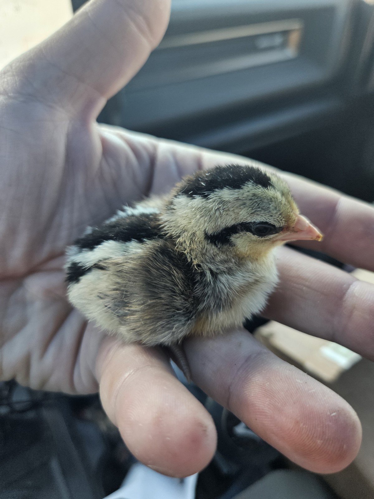 6+ Pure Silver Phoenix longtail Chicken hatching eggs L@@K!