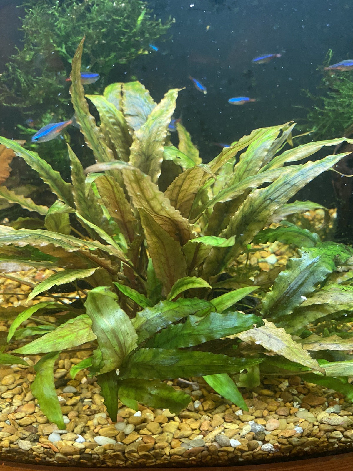 Cryptocoryne Wendtii Green Tropical Live Aquarium Plants Snail Free!