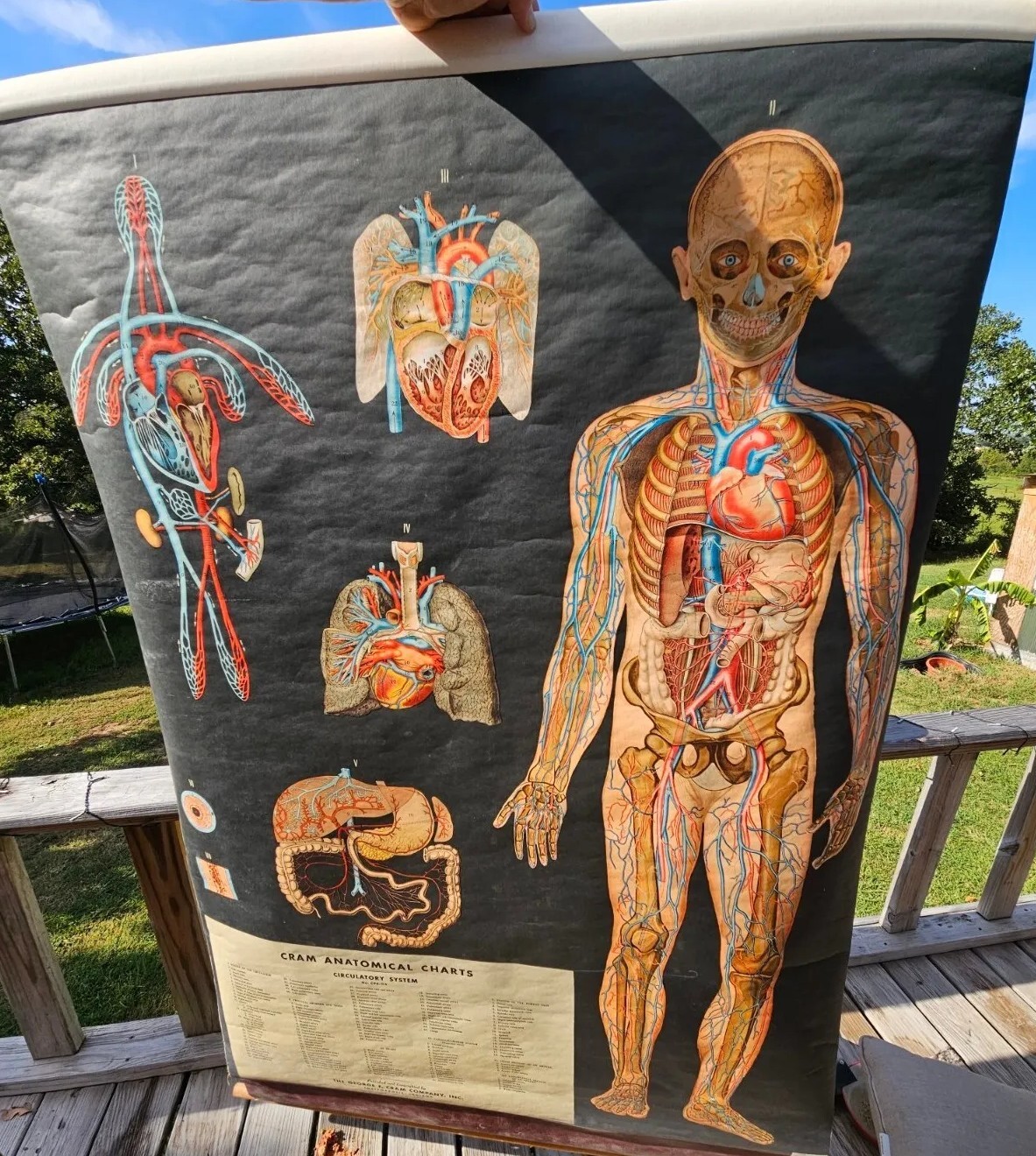 Vintage  Cram Anatomical Chart Circulatory System 1950 Italy Rare Mad Science