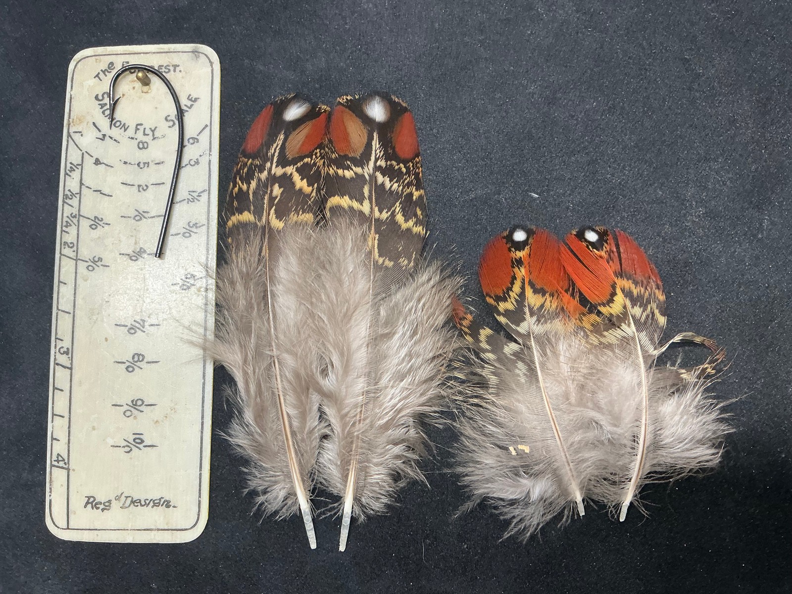 Satyr Tragopan Pheasant  feathers