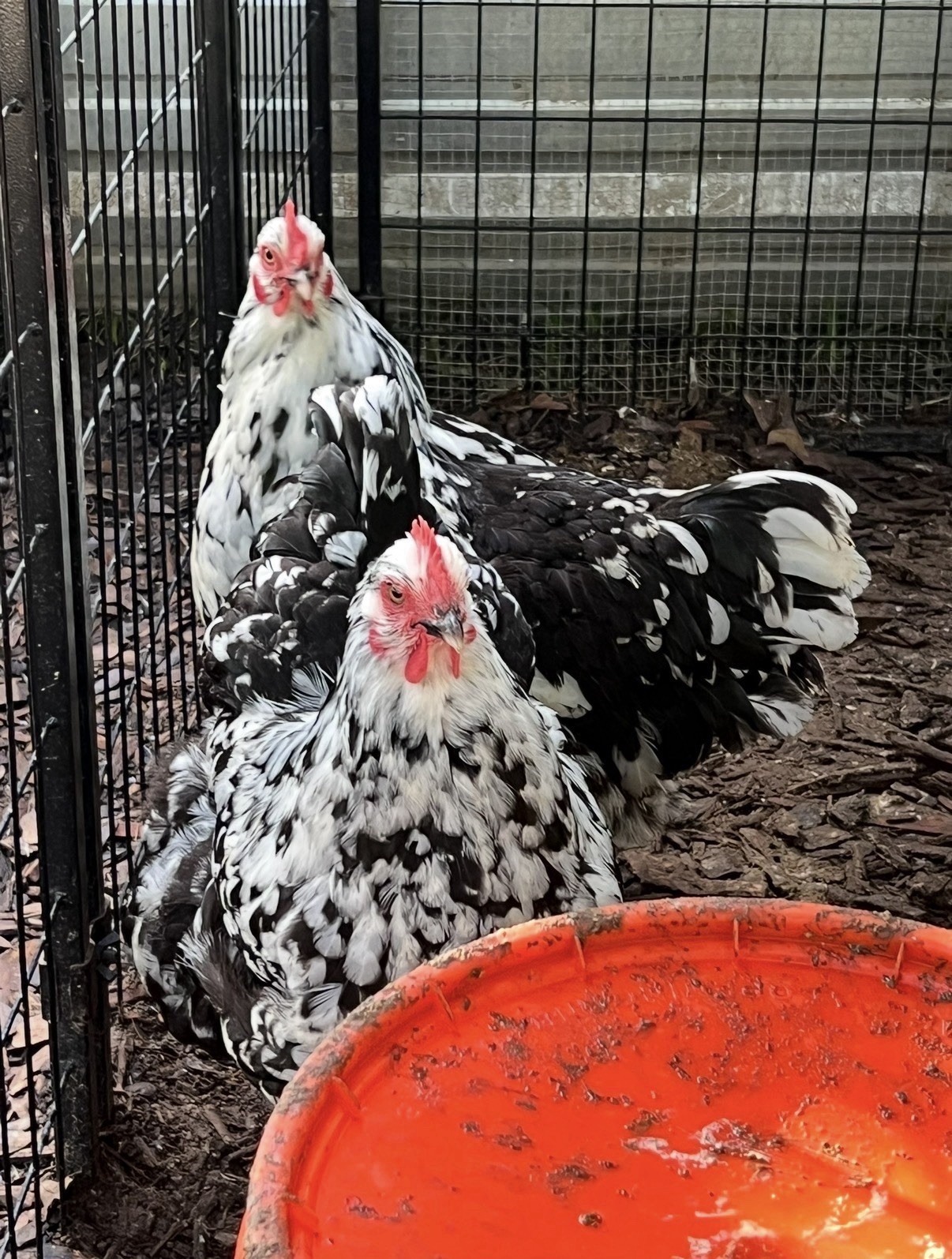 6 Black Mottled Orpington Hatching Eggs- Split To Chocolate