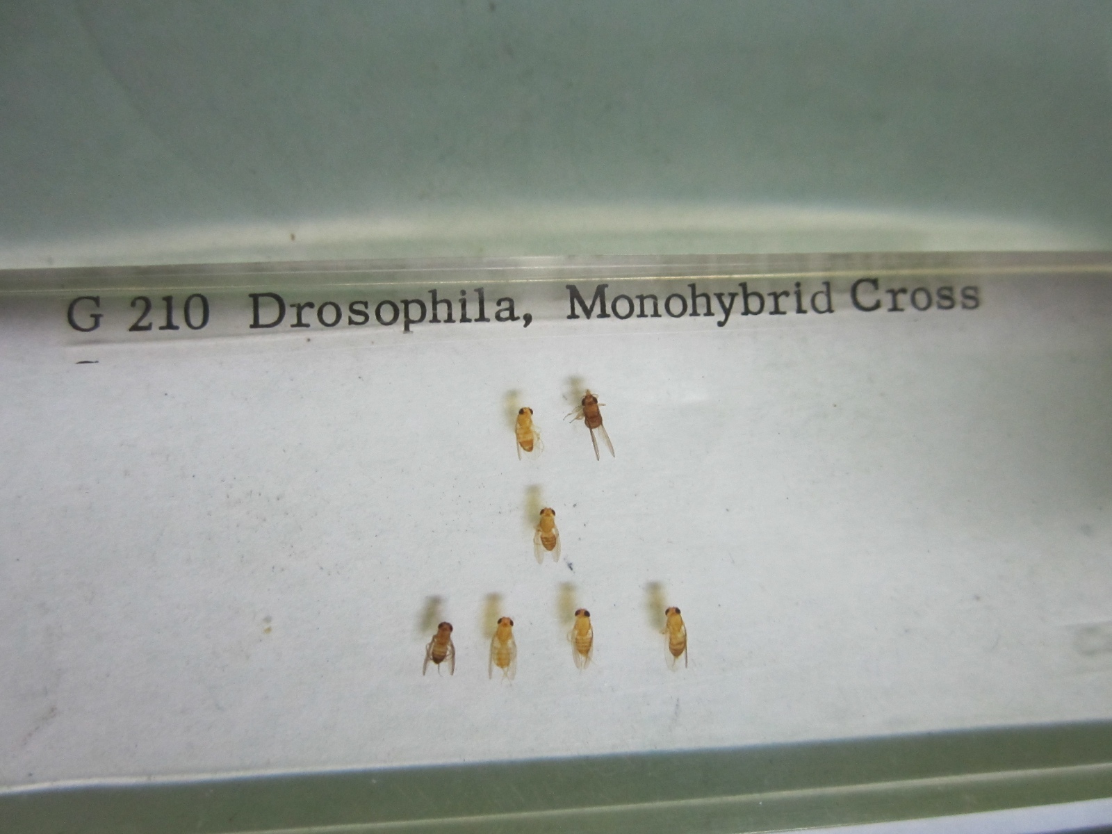 MICROSCOPE SPECIMEN SLIDE DROSOPHILA BIN#25-14-15