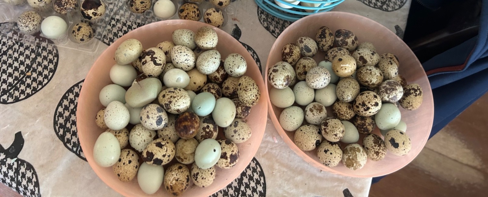 30+ Assorted Coturnix Quail Hatching Eggs - Ships FREE