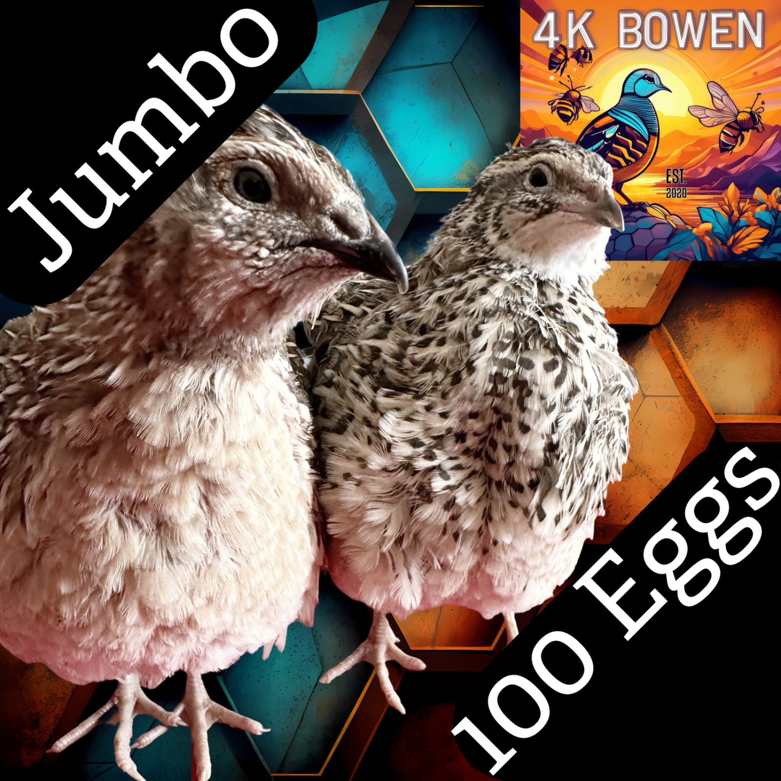100+  Jumbo Coturnix Quail Fertile Hatching Eggs, NPIP Certified Game Farm