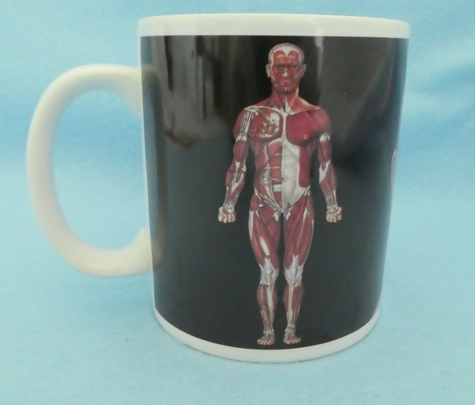 Anatomical Chart Company MUG Unused Coffee Tea