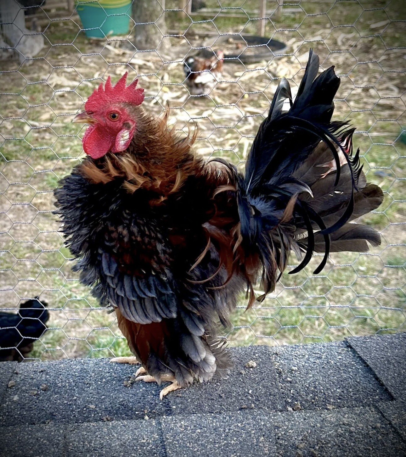 Serama Chicken Hatching Eggs 6+