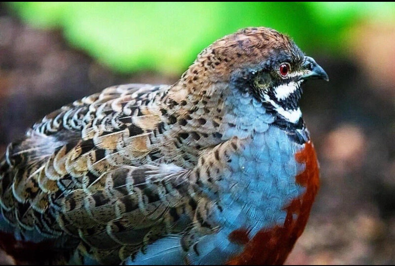 10+ Button Quail - Hatching Eggs Chinese Painted EXOTIC ULTRA RARE.  Order NOW!