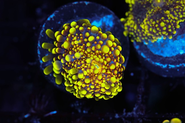Bounce Yuma Mushroom WYSIWYG - SAQ Coral Farm