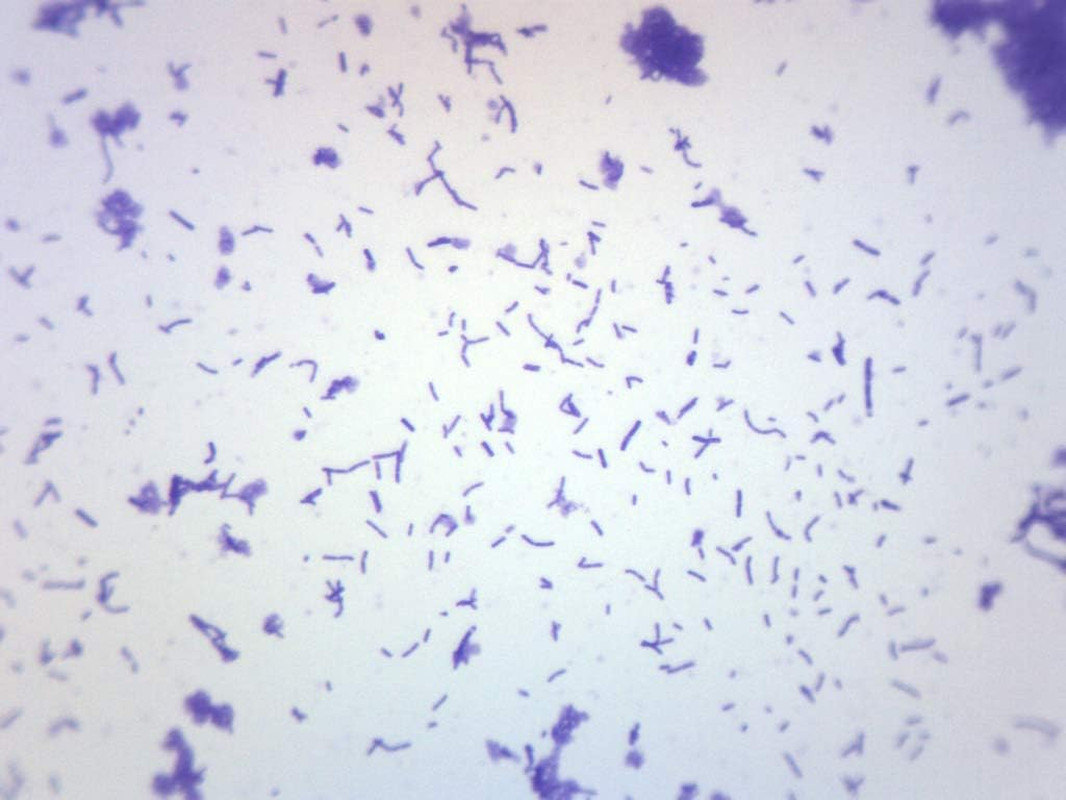 Coccus Smear, Gram Positive Stain - Prepared Microscope Slide - 75 X 25Mm - Biol