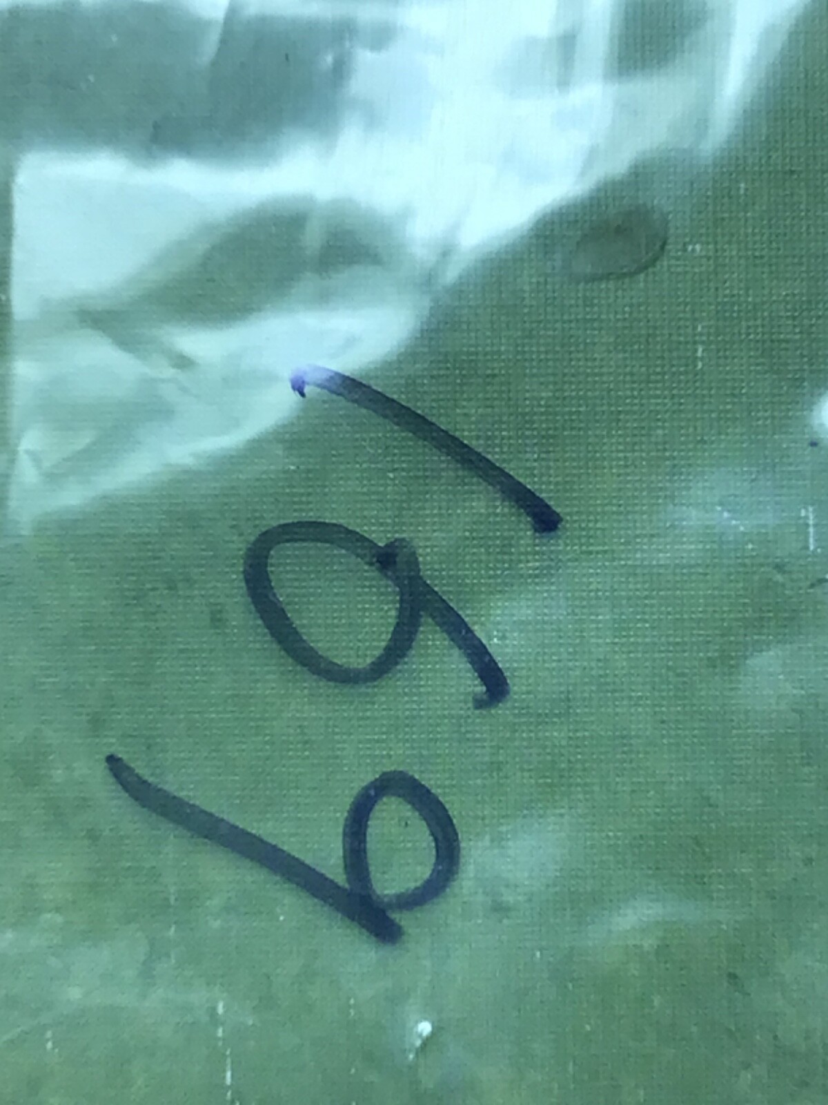 Major Cloth Insignia Collar Patch