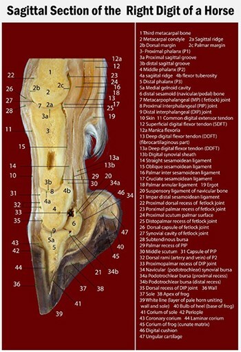 Laminated A3 chart showing detailed anatomy of the equine distal limb