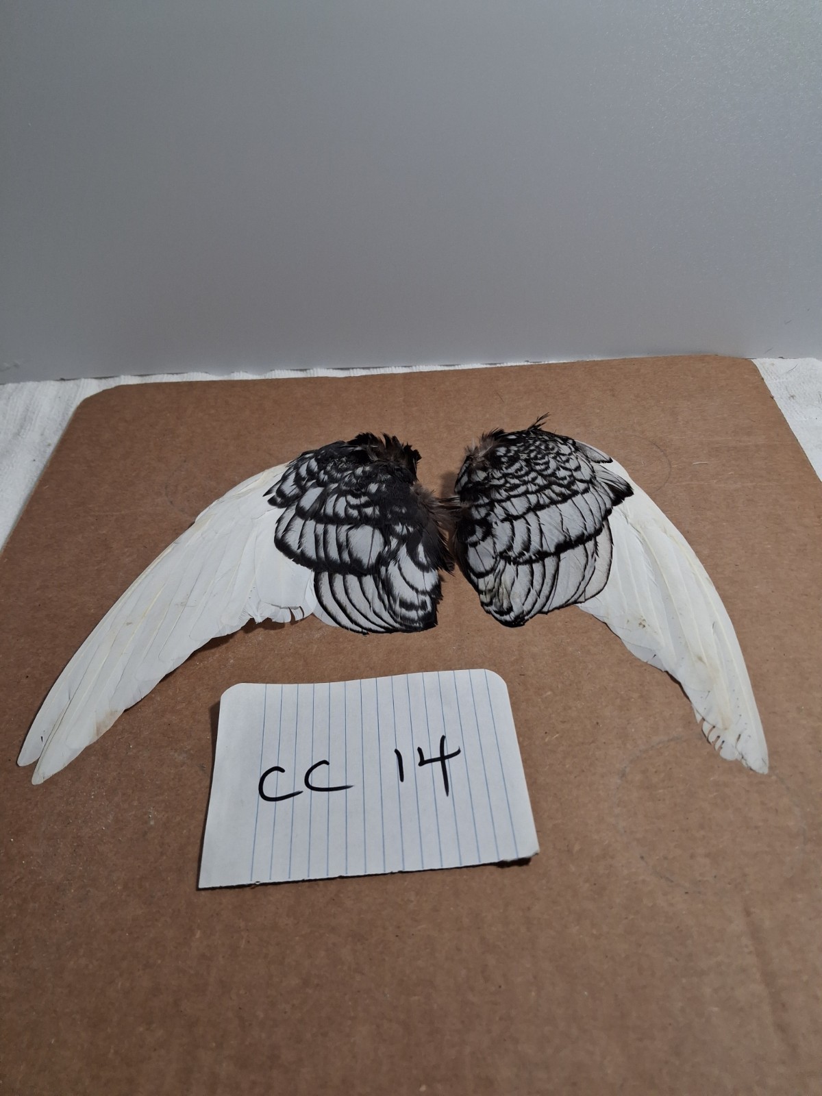 Pair Pigeon Wing Feathers Fly Tying Crafts Taxidermy Natural Causes CC14