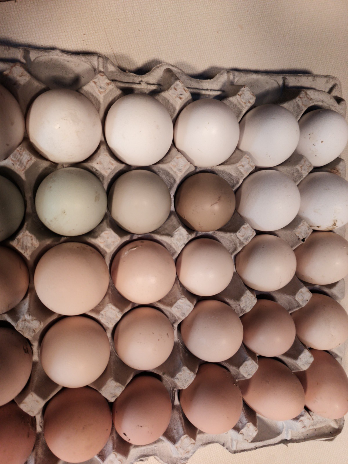 One Dozen Hatching Eggs Barnyard Mix Assorted Colors