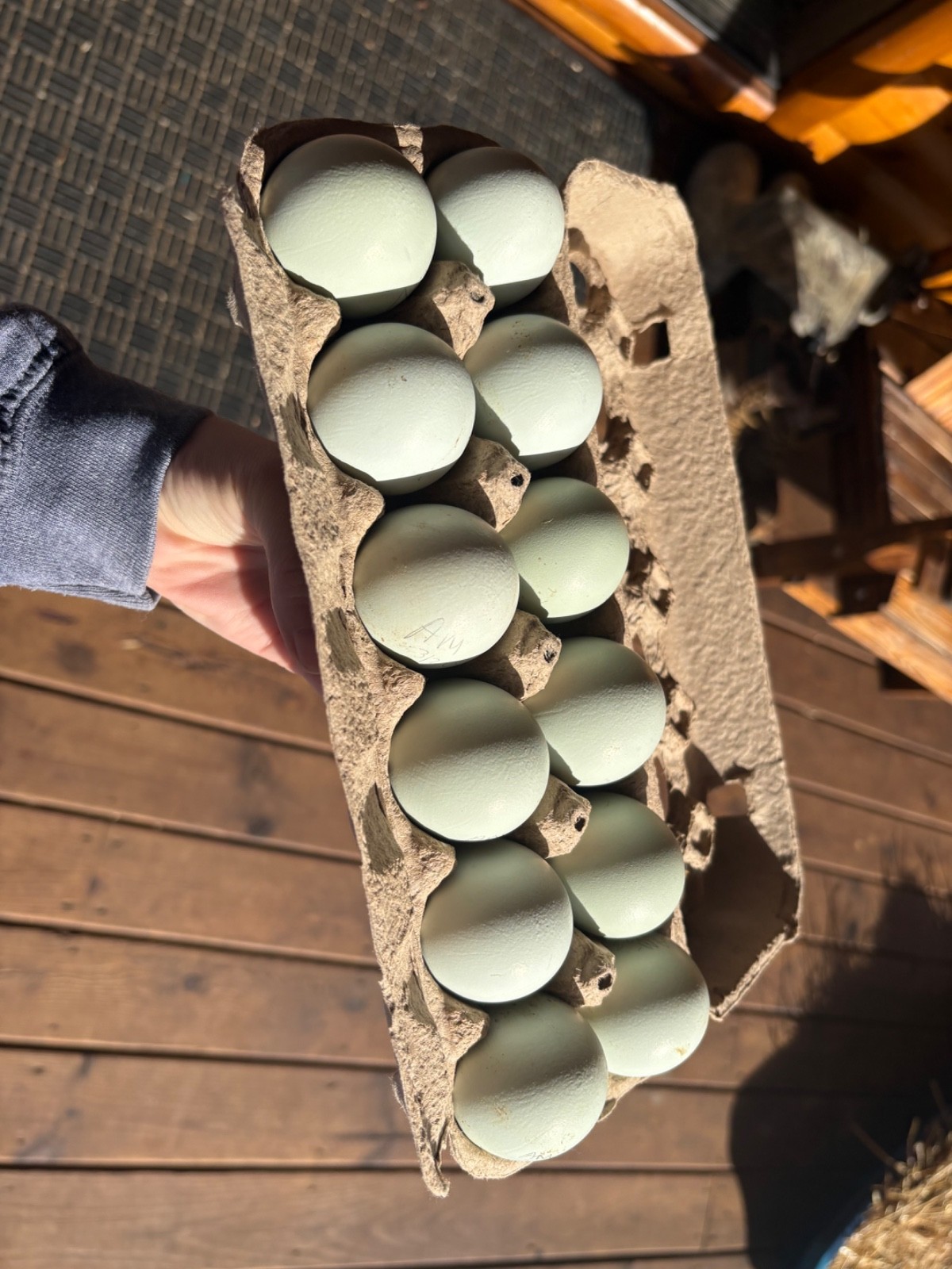 1 dozen Pure Ermine Ameraucana Hatching eggs.