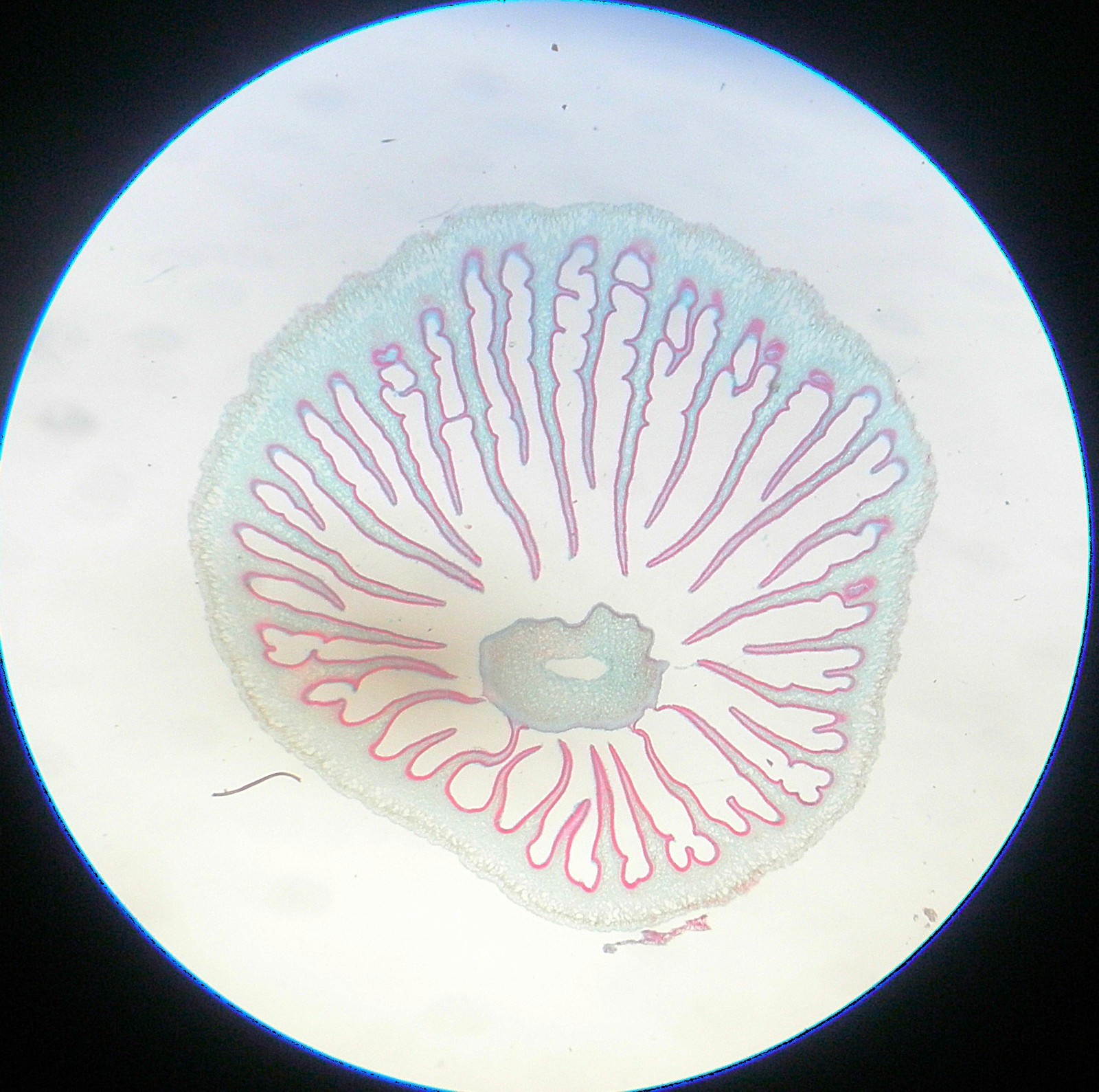 3 Vintage Microscope Slide. Mycena Cap, Ranunculus Flower Bud, Lime Stem