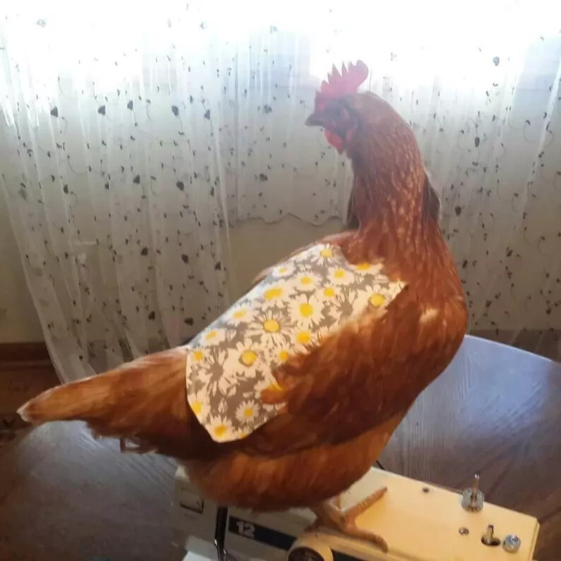 Elasticated Chicken Saddle Apron Hen Feather Protector Ducks Poultry | Egg Layer